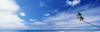 Palm Tree On Beach PosterPrint - Item # VARDPI1879041