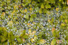Dew On A Bush PosterPrint