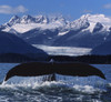 Humpback Whale Tail In Front Of Glacier Composite PosterPrint - Item # VARDPI2099904
