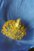 Close Up Detail Of Blue Poppy PosterPrint - Item # VARDPI2094273