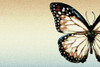 Artistic Butterfly PosterPrint