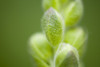 Close-Up Of Flower Buds PosterPrint - Item # VARDPI1831923