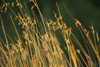 Grasses PosterPrint