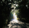 Treelined Road PosterPrint - Item # VARDPI1806156