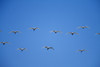 Cattle Egrets (Bubulcus Ibis) Flying In Open Flock PosterPrint - Item # VARDPI1865862
