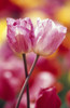 Close-Up Of Tulips PosterPrint - Item # VARDPI1788356