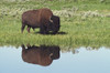 Bison (Bison Bison) On Grassy Meadow With Reflection In Pool PosterPrint - Item # VARDPI1865868