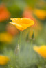 Poppy PosterPrint - Item # VARDPI1845481
