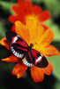 Butterfly On Flower PosterPrint - Item # VARDPI1788880