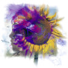 Sunflower Composite PosterPrint - Item # VARDPI1796697