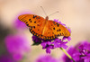 Orange Butterfly PosterPrint - Item # VARDPI1788377
