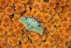 Butterfly On Flowers PosterPrint - Item # VARDPI1787908