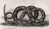 Banded Rattlesnake Crotalus Horridus From A 17Th Century Print PosterPrint - Item # VARDPI1862200