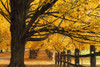 Trees In Autumn PosterPrint