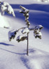 Heavy Snow On Young Pine Tree PosterPrint - Item # VARDPI1788414