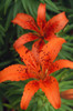 Orange Day Lilies PosterPrint - Item # VARDPI1789618