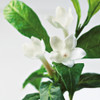 Close-Up Of Jasmine Plant In Bloom PosterPrint - Item # VARDPI2118627
