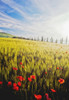 Poppies In Wheat Field At Dawn PosterPrint - Item # VARDPI1887670