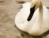 Swan PosterPrint - Item # VARDPI1822911