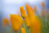 Furled Poppies PosterPrint - Item # VARDPI1831924