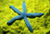 Close-Up Of Blue Starfish On Poritirs Coral (Linckia Laevigata) C1921 PosterPrint - Item # VARDPI1999543