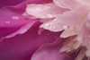 Close-Up Of Pink Flower PosterPrint - Item # VARDPI1837576