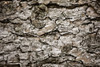 Bark On A Tree PosterPrint - Item # VARDPI1843870