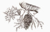 Sketch of a pine cone hanging from a tree branch PosterPrint - Item # VARDPI12288541