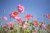 Pink Flowers Against Blue Sky PosterPrint - Item # VARDPI1860849