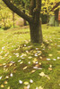 Autumn Leaves PosterPrint - Item # VARDPI1860995