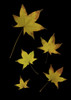 Autumn Leaves PosterPrint - Item # VARDPI1829433