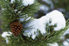Snow On A Tree PosterPrint