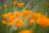 Close Up Of Orange Poppy Flowers PosterPrint - Item # VARDPI1831946