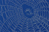Spider Web PosterPrint