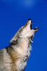 Howling Coyote PosterPrint - Item # VARDPI1787580