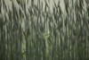Long Grass In Farm Field PosterPrint