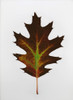 Leaf PosterPrint - Item # VARDPI1797078