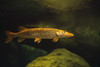 Underwater View Of Northern Pike PosterPrint - Item # VARDPI1784783