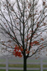 Maple Tree In Autumn PosterPrint - Item # VARDPI1789539