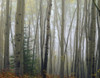 Foggy Aspen Forest Near Ester Interior Ak Autumn PosterPrint - Item # VARDPI2095030