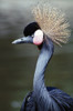 Crowned Crane PosterPrint - Item # VARDPI1788899