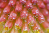 Closeup Of Flower Stamen PosterPrint - Item # VARDPI1831972