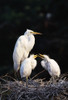 Great Egret In Nest With Young PosterPrint - Item # VARDPI1787558