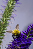 Bee On Purple Flowers PosterPrint - Item # VARDPI1829897