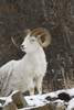 Bighorn Sheep (Ovis canadensis) PosterPrint - Item # VARDPI2382020