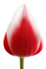Red Tulip PosterPrint - Item # VARDPI1829979