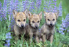 Three Wolf Pups PosterPrint - Item # VARDPI1787520