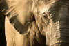 Elephant PosterPrint - Item # VARDPI1816174