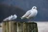 Seagulls Sitting On Posts PosterPrint - Item # VARDPI1844651