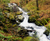 River With Fallen Autumn Leaves In The Forest PosterPrint - Item # VARDPI1803927